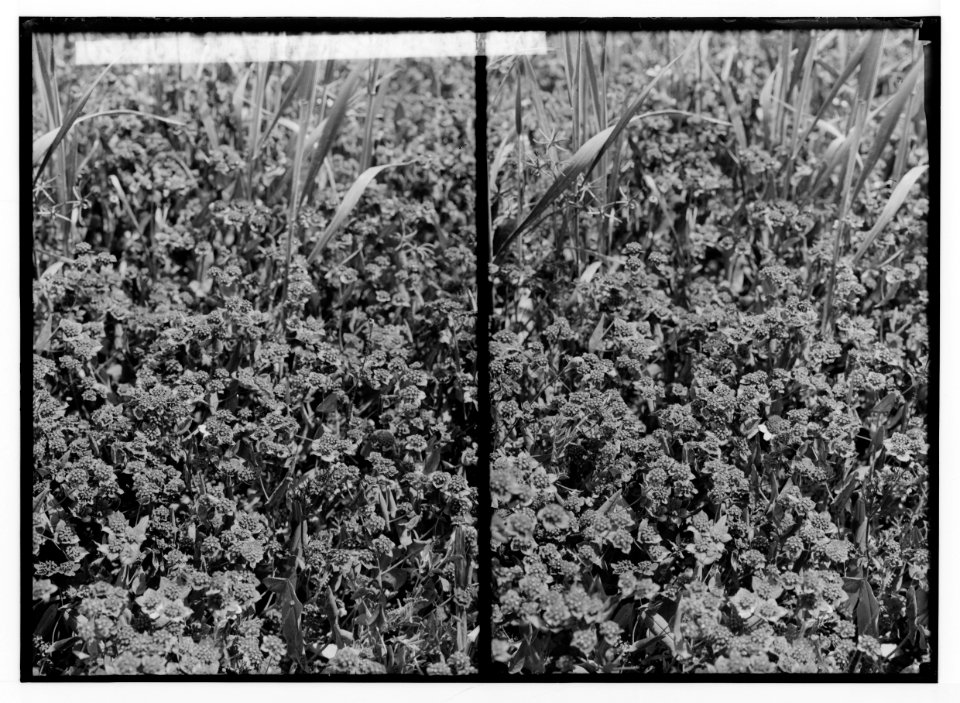 Wild flowers of Palestine. Field of thoroughwax (Bupleurum subovatum Link). LOC matpc.02431