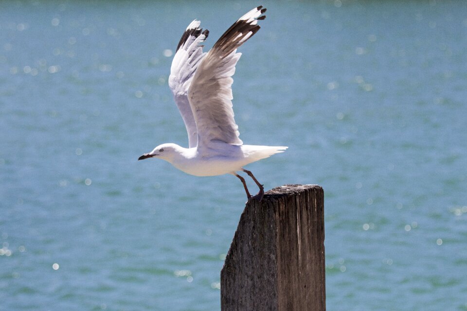 Bird flight wildlife