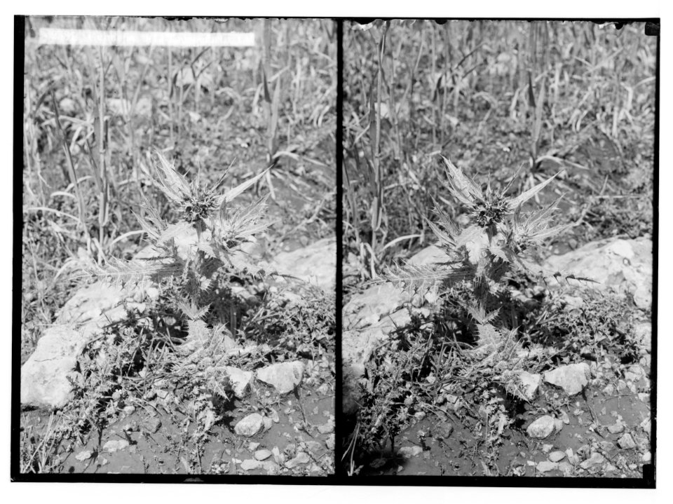 Wild flowers of Palestine. Gundelia (G. Tournefortii L.). LOC matpc.02449