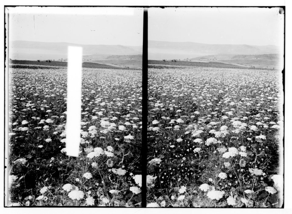 Wild flowers of Palestine. Field of yellow carrot (Daucus aureus Desf.). LOC matpc.02432