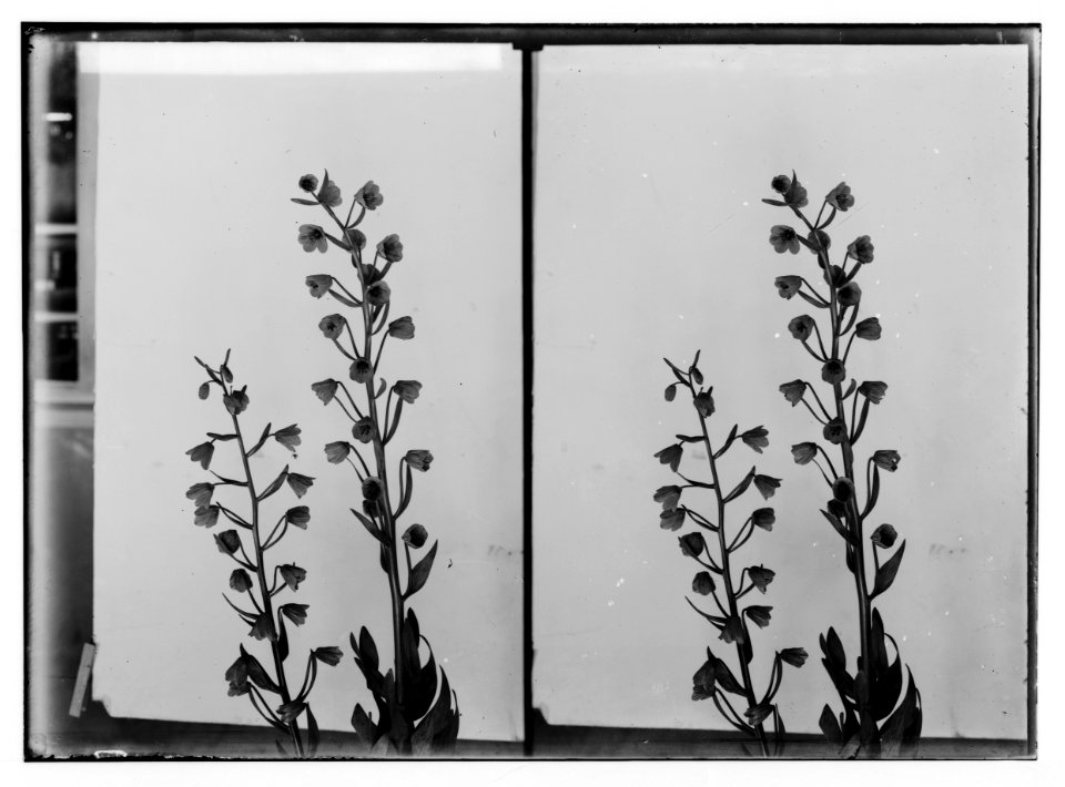 Wild flowers of Palestine. Fritillary (Fritillaria libanotica Boiss.). LOC matpc.02394