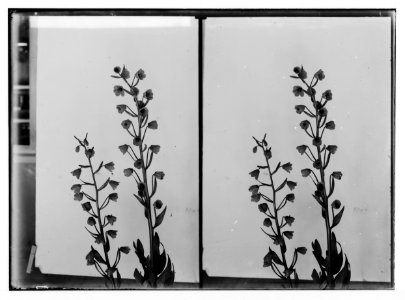 Wild flowers of Palestine. Fritillary (Fritillaria libanotica Boiss.). LOC matpc.02394