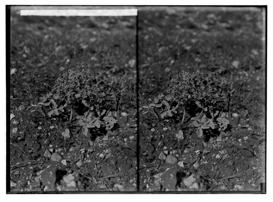 Wild flowers of Palestine. Lion leaf (Leontica Leontopetalum L.). LOC matpc.02412