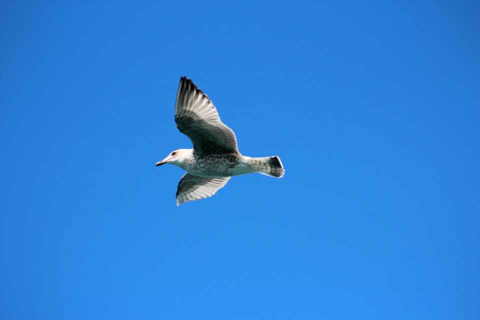 Wildlife sky seagulls