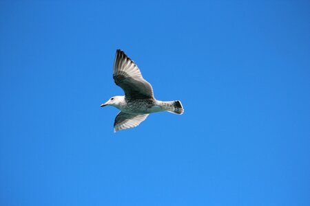 Wildlife sky seagulls