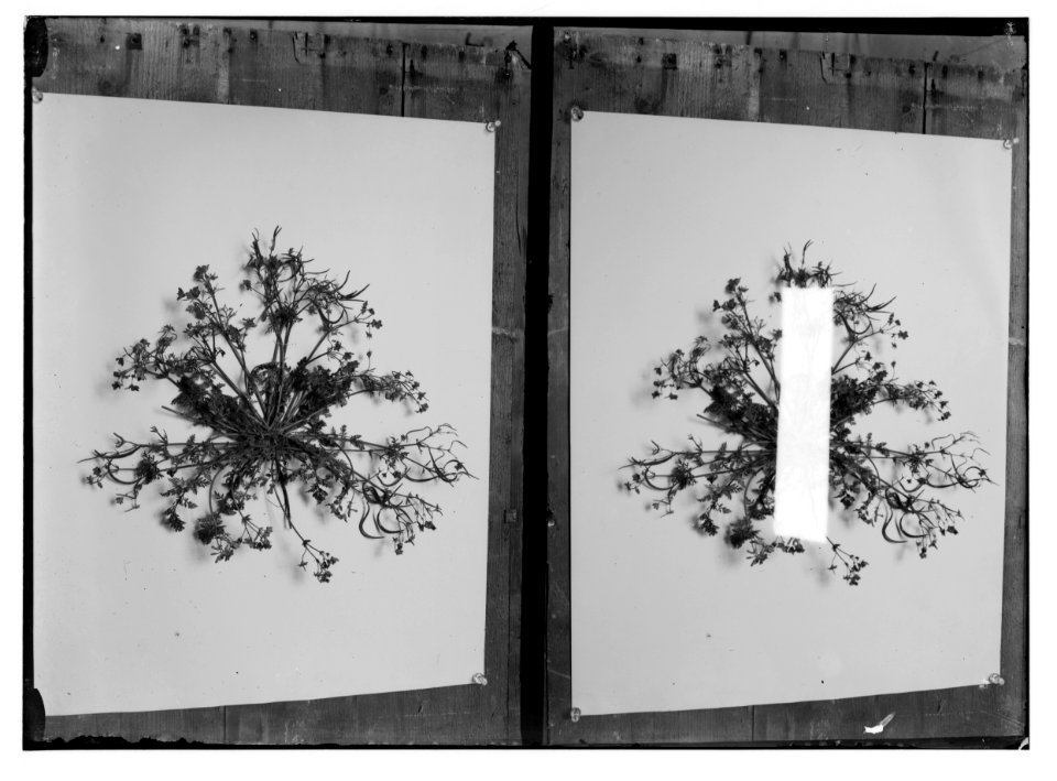Wild flowers of Palestine. Hypecoum (H. grandiflorum Benth.). LOC matpc.02413