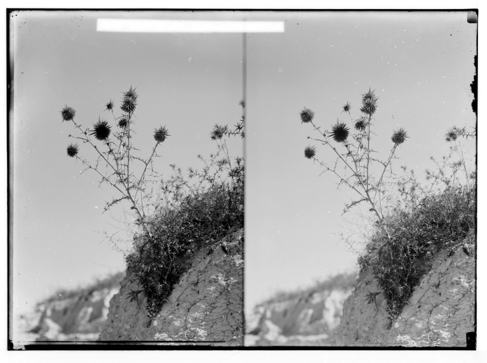 Wild flowers of Palestine. Globe-thistle (Echinops viscosus L.). LOC matpc.02450