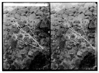 Wild flowers of Palestine. Globe-thistle. (Echinops Blancheanus Boiss.). LOC matpc.05855