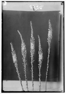 Wild flowers of Palestine. Maritime squill (Urginea maritima Baker) LOC matpc.00184