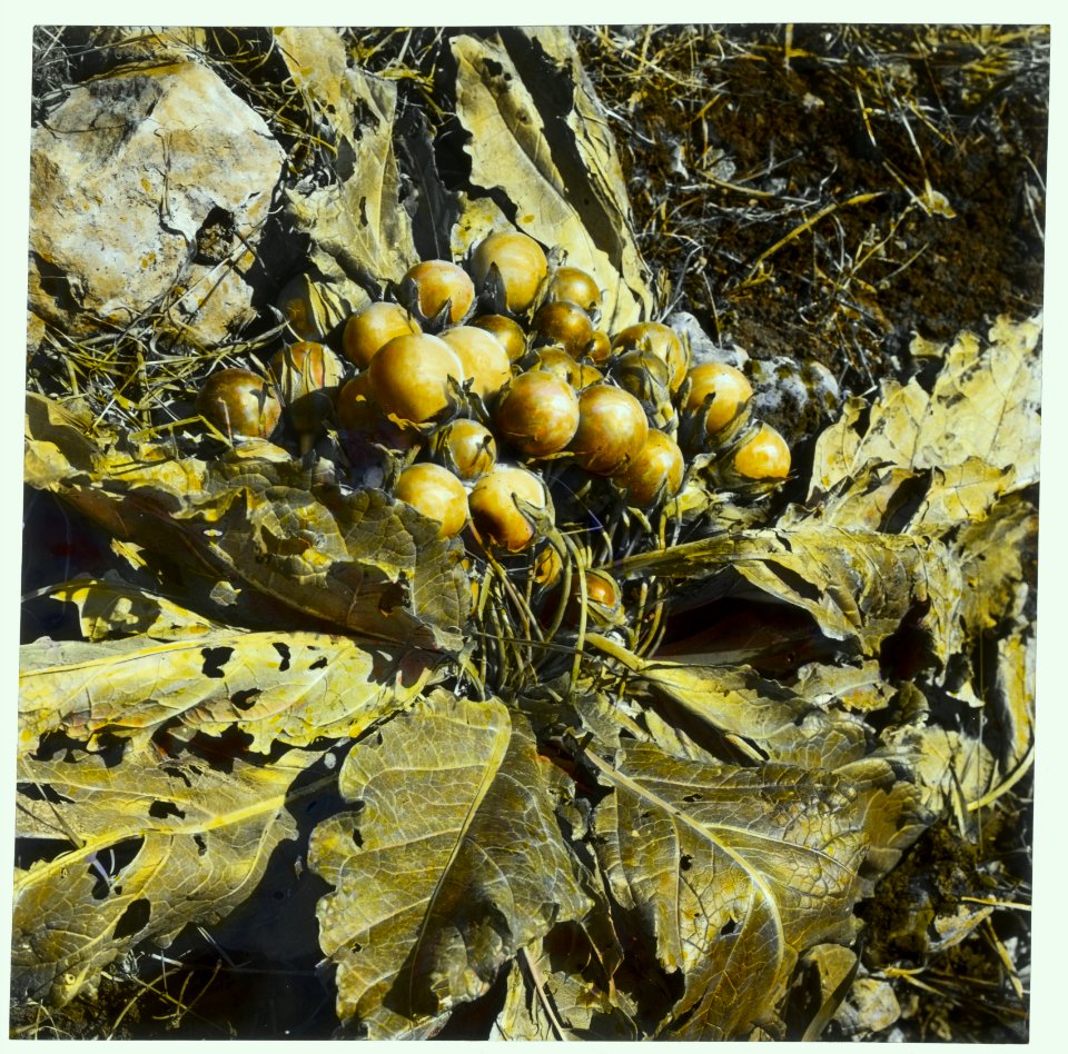 Wild flowers of Palestine. Mandrake with fruit (Mandragora officinarum L.)) LOC matpc.15032