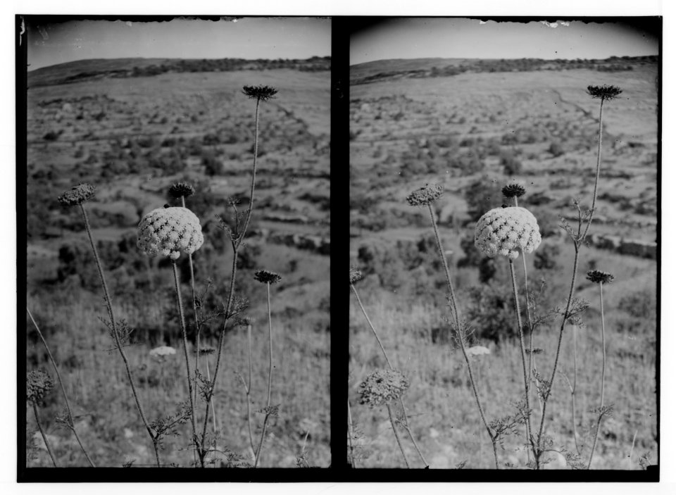 Wild flowers of Palestine. Great carrot (Daucus maximus Desf.). LOC matpc.02433