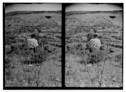 Wild flowers of Palestine. Great carrot (Daucus maximus Desf.). LOC matpc.02433