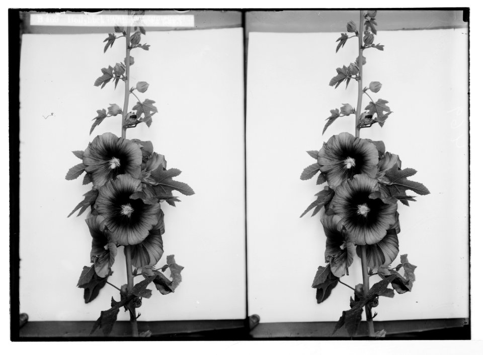 Wild flowers of Palestine. Hollyshock (Althaea rosea Cav.). LOC matpc.05846