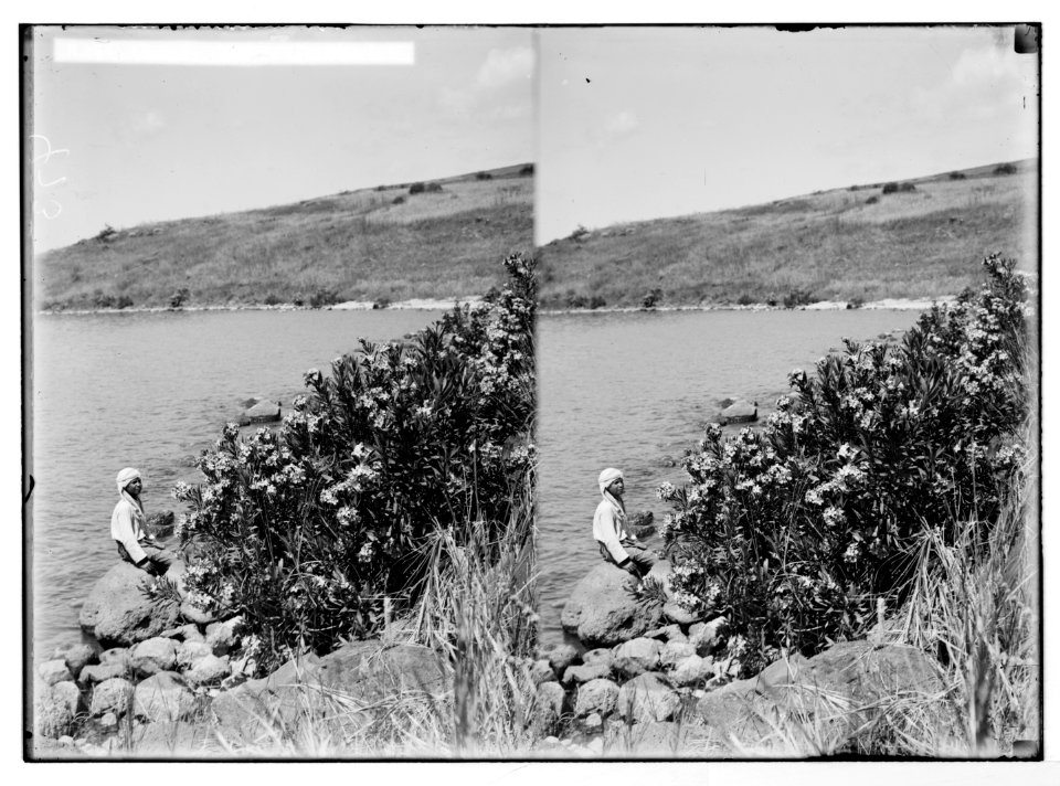Wild flowers of Palestine. Oleander (Nerium Oleander L.). LOC matpc.05850