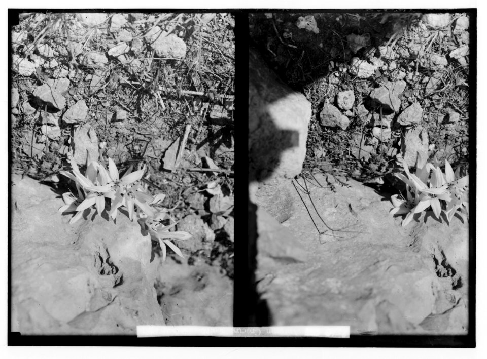 Wild flowers of Palestine. Meadow-saffron (Colchicum Decaisnei Boiss.). LOC matpc.02390