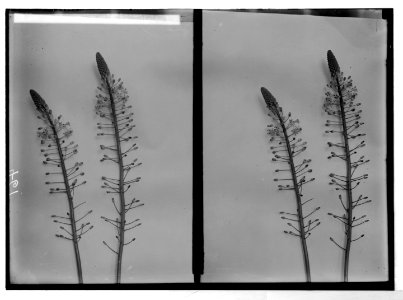 Wild flowers of Palestine. Hyacinth squill (Scilla hyacinthoides L.). LOC matpc.05840