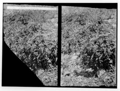 Wild flowers of Palestine. Jerusalem sage (Phlomis viscosa Poir.). LOC matpc.02436