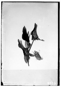 Wild flowers of Palestine. Palestine arums (Arum palaestinum Boiss) LOC matpc.00181