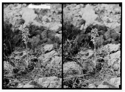 Wild flowers of Palestine. Orchid (Orchis tridentata Scop.). LOC matpc.02403