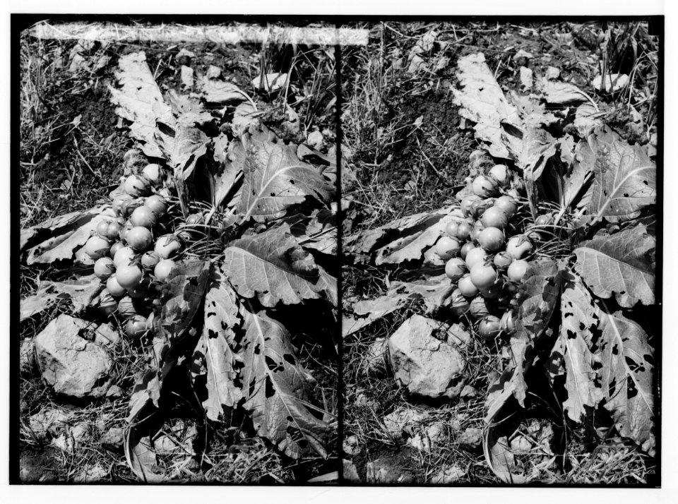 Wild flowers of Palestine. Mandrake with fruit (Mandragora officinarum L.). LOC matpc.02437