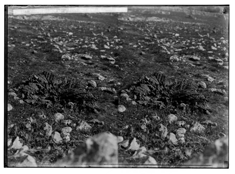 Wild flowers of Palestine. Mandrake in flower. (Mandragora officinarum L.). LOC matpc.02438