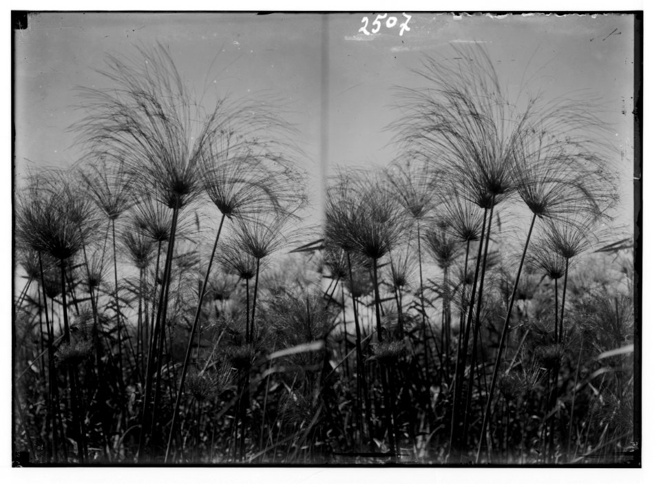 Wild flowers of Palestine. Papyrus at Lake Merom (Cyperus Papyrus L.). LOC matpc.02389