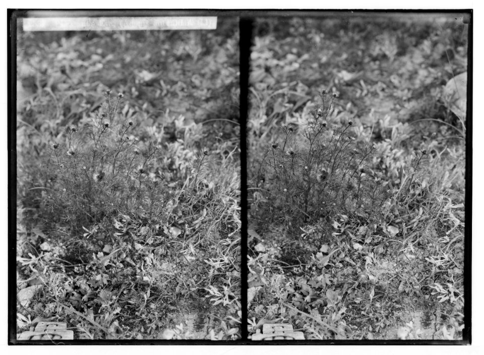 Wild flowers of Palestine. Pheasant's eye (Adonis autmnalis L.). LOC matpc.02409