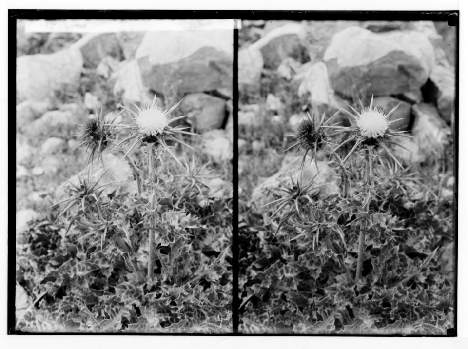 Wild flowers of Palestine. Milk-thistle. (Silybum Marianum (L.) Gaertn.). LOC matpc.02452