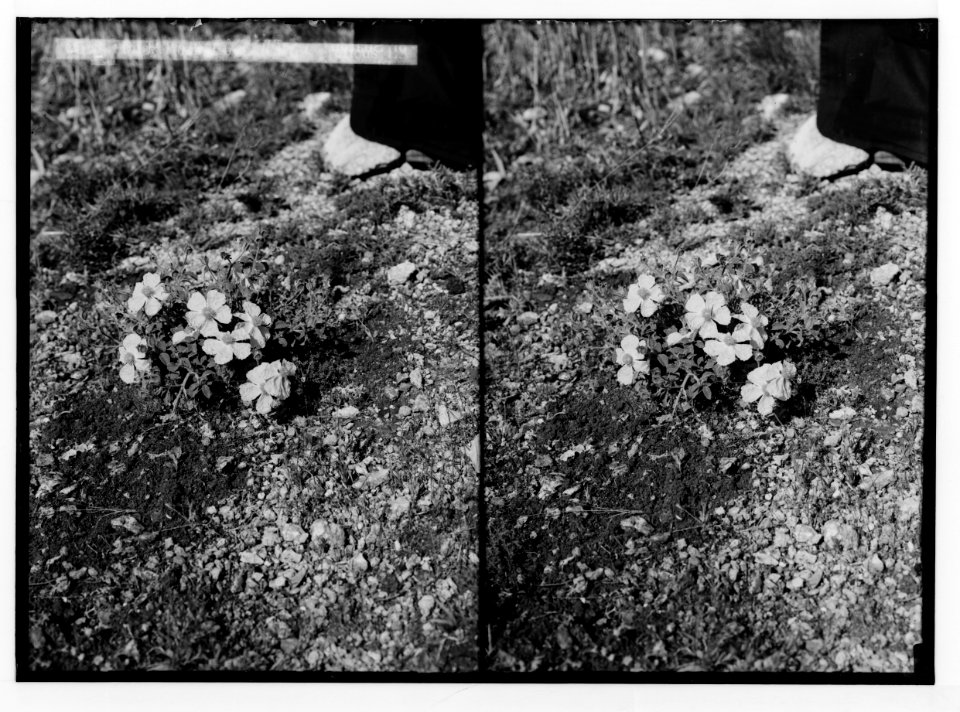 Wild flowers of Palestine. Pink rockrose (Cistus villosus L.). LOC matpc.02430