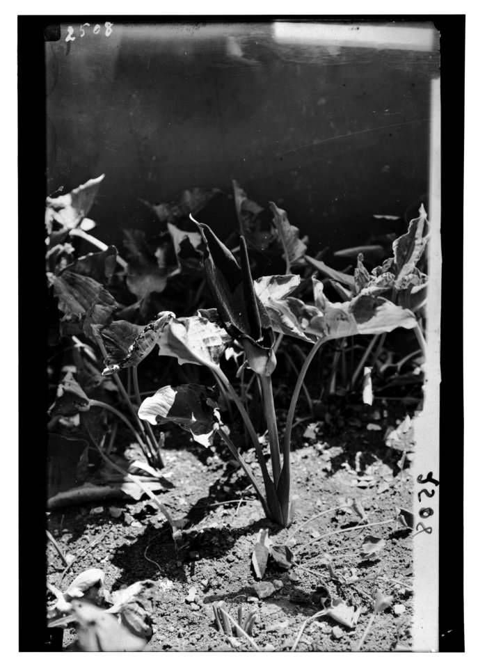 Wild flowers of Palestine. Palestine arum (Arum palaestinum Boiss) LOC matpc.15045