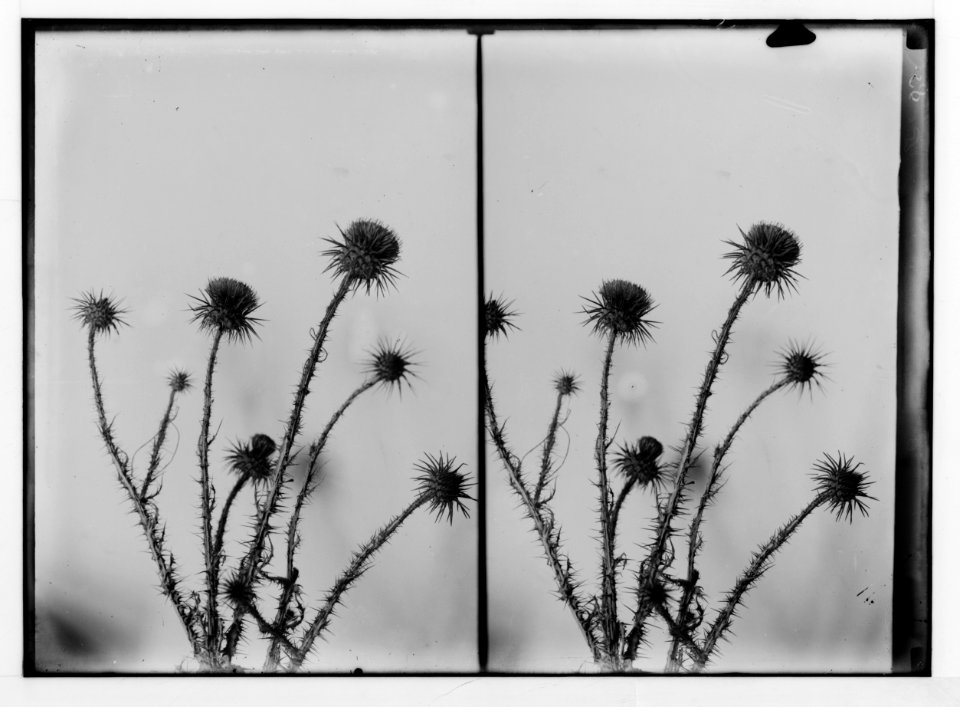 Wild flowers of Palestine. Onopordon (cotton-thistle). (O. heteracanthum C. A. M.). LOC matpc.02453