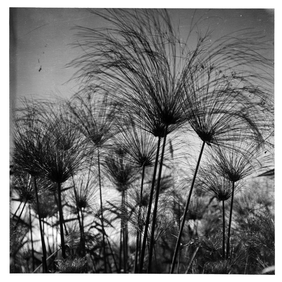 Wild flowers of Palestine. Papyrus at Lake Merom (Cyperus Papyrus L.). LOC matpc.15051