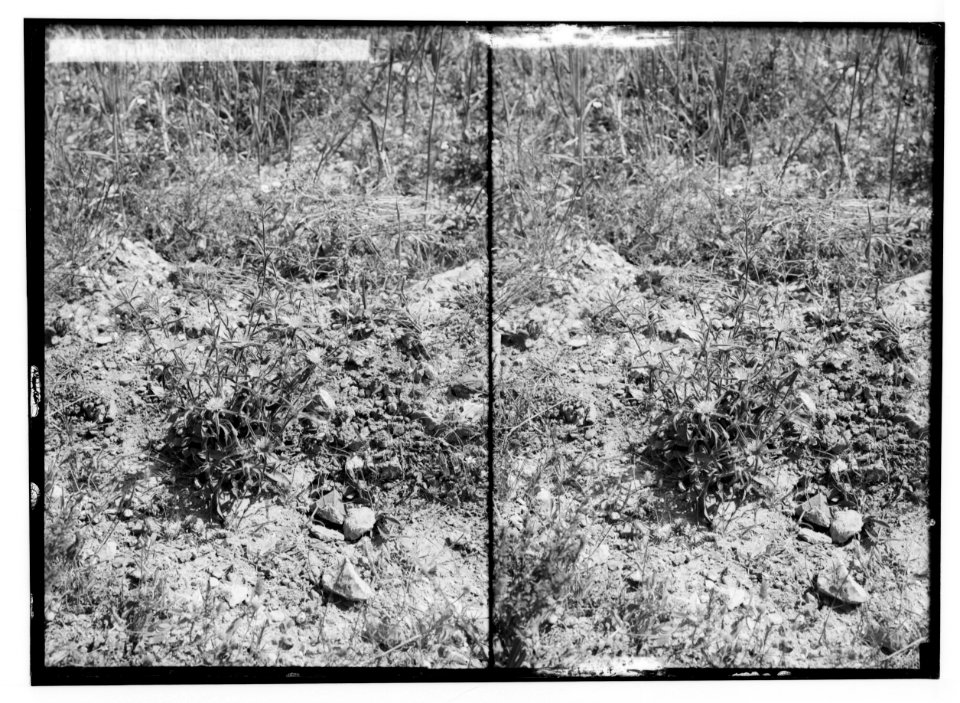 Wild flowers of Palestine. Pallenis (P. spinosa (L.) Cass.). LOC matpc.02443