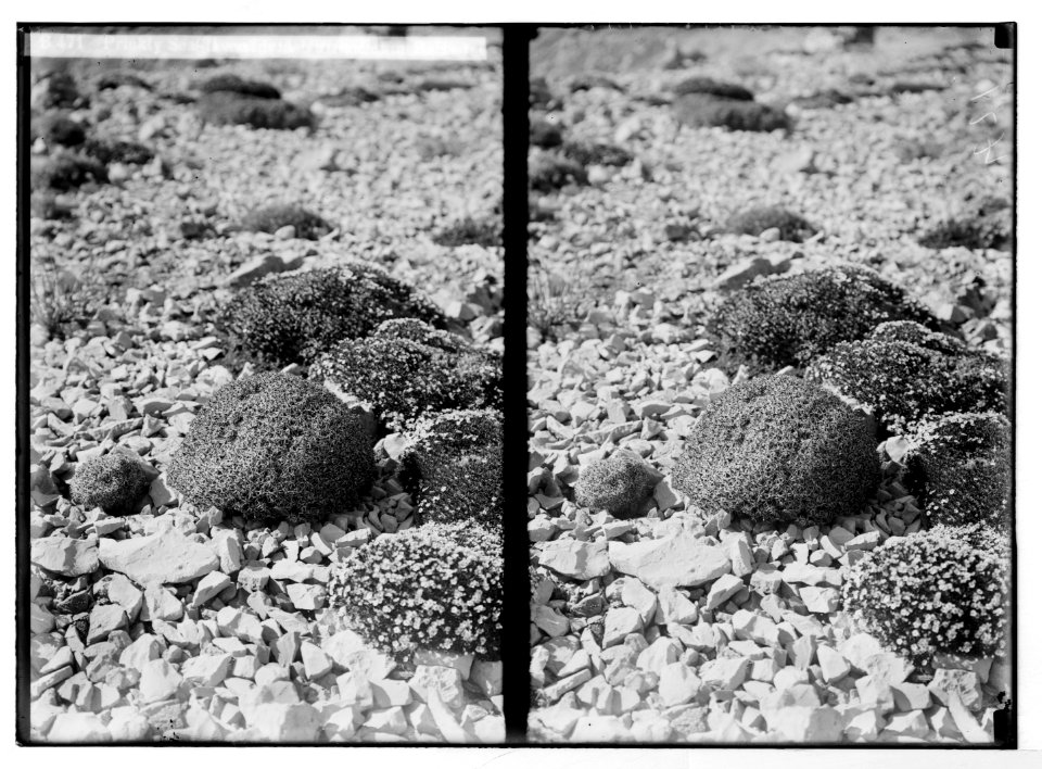 Wild flowers of Palestine. Prickly sea-lavender (A. libanoticum Boiss.). LOC matpc.05848