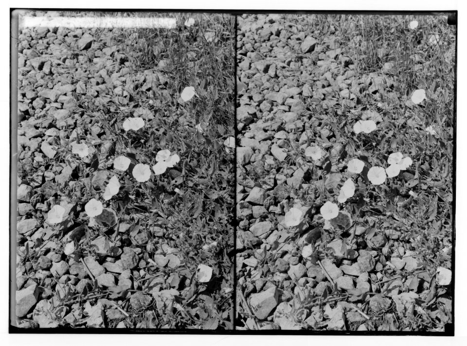 Wild flowers of Palestine. Shaggy convolvulus (C. hirsutus Stev.). LOC matpc.02434