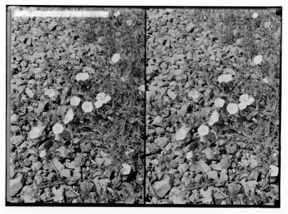 Wild flowers of Palestine. Shaggy convolvulus (C. hirsutus Stev.). LOC matpc.02434