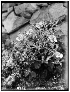 Wild flowers of Palestine. Pink rockrose (Cistus villosus L.) LOC matpc.00188