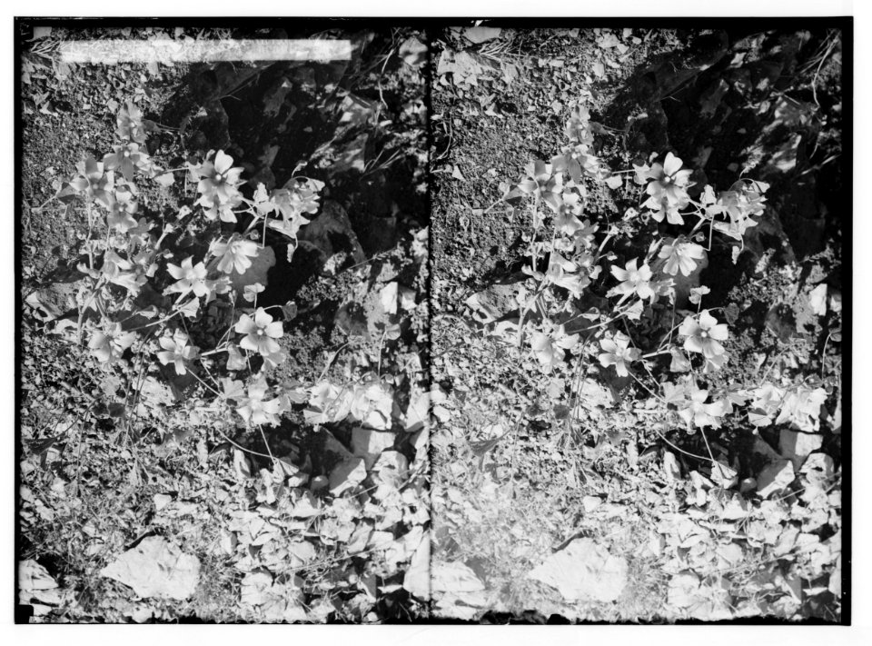 Wild flowers of Palestine. Pink althaea (A. acaulis Cav.). LOC matpc.02429