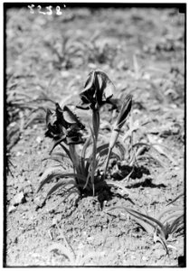 Wild flowers of Palestine. Red purple Iris (Iris Helenae W. Barb) LOC matpc.00186