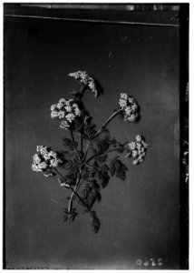 Wild flowers of Palestine. Poison hemlock (Conium maculatum L) LOC matpc.00189