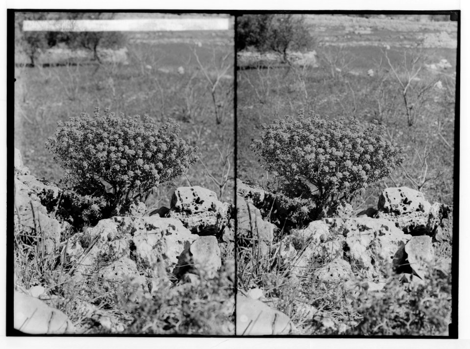 Wild flowers of Palestine. Spurge bush (Euphorbia thamnoides Boiss.). LOC matpc.02427