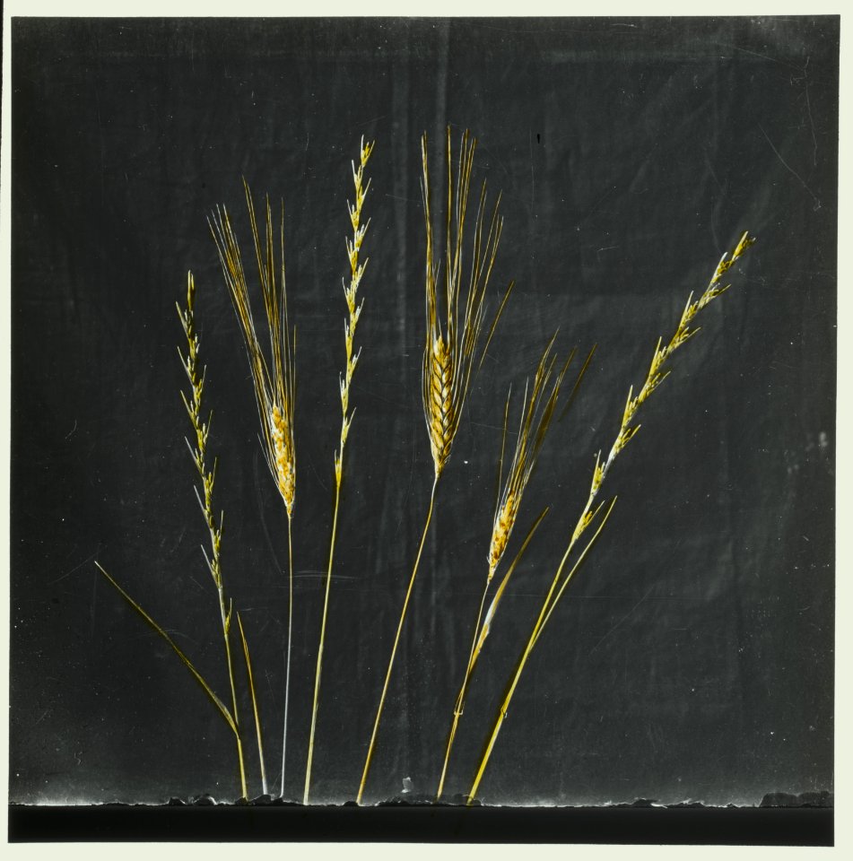 Wild flowers of Palestine. Tares and wheat (Lol. tem. L., Triticuum vulgare Vill) LOC matpc.15031