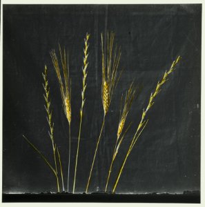 Wild flowers of Palestine. Tares and wheat (Lol. tem. L., Triticuum vulgare Vill) LOC matpc.15031