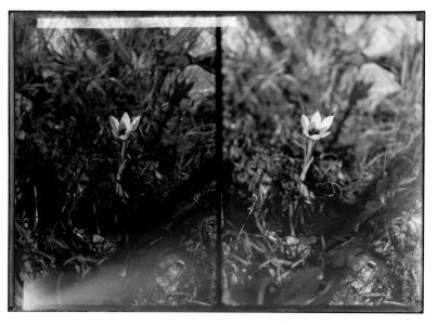 Wild flowers of Palestine. Romulea (R. Bulbocodium (L.) Seb. et Mauri); (Another view of romulea flower). LOC matpc.02399