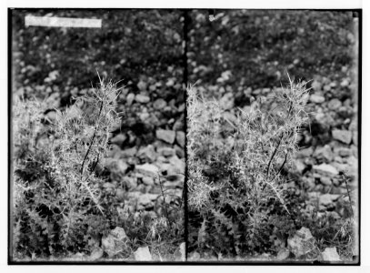 Wild flowers of Palestine. Syrian thistle. LOC matpc.02458