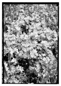 Wild flowers of Palestine. Venus' looking-glass (Specularia sepculum-veneris) LOC matpc.11708