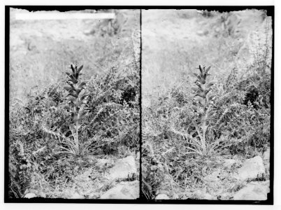 Wild flowers of Palestine. Syrian acanthus (A. syriacus Boiss.). LOC matpc.02439