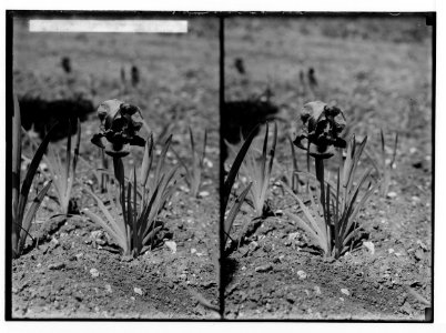 Wild flowers of Palestine. Sofar iris (Iris sofarana Foster.). LOC matpc.02401 photo