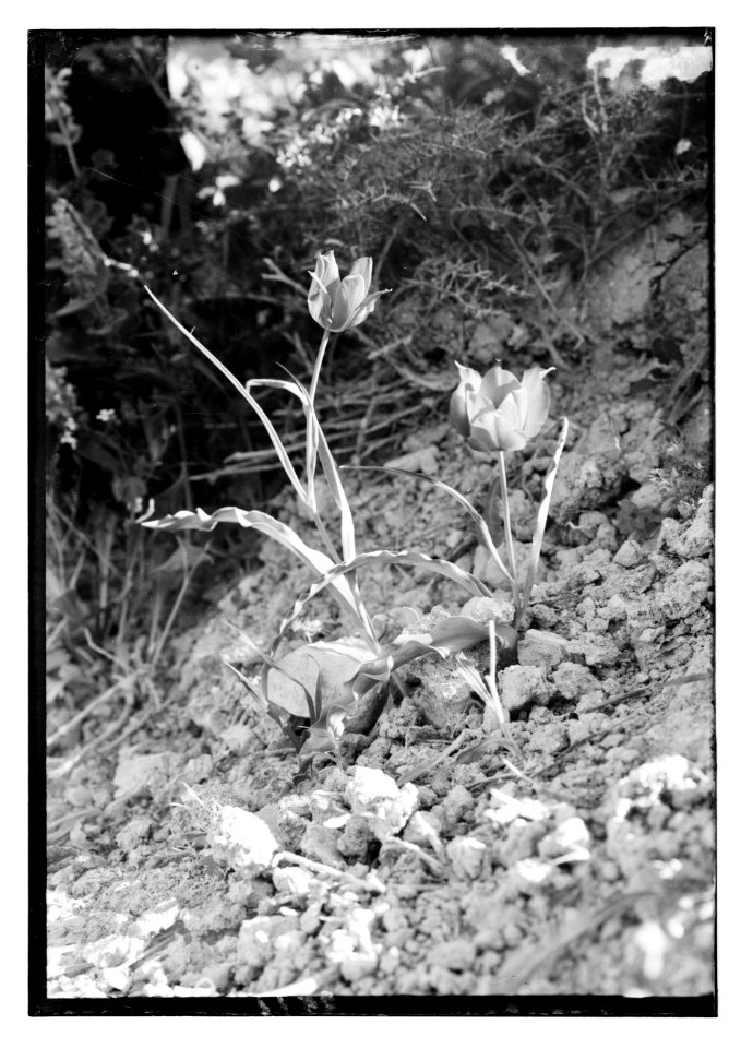 Wild flowers of Palestine. Tulip (Tulipa Montana Lindl) LOC matpc.11654