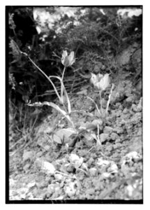 Wild flowers of Palestine. Tulip (Tulipa Montana Lindl) LOC matpc.11654